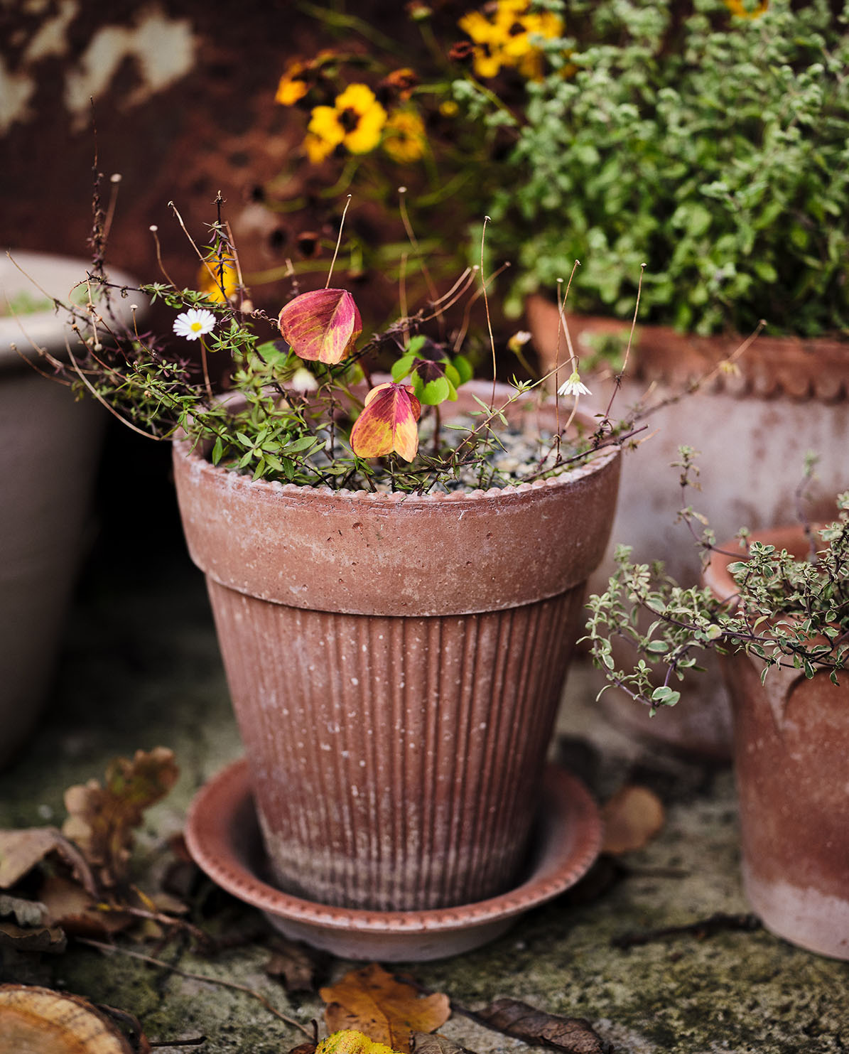 Bergs Potter Blumentopf Simona Raw Pot inkl. Untersetzer Ø 12 cm