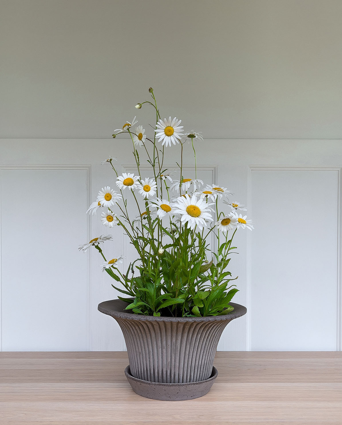 Bergs Potter Blumentopf Daisy Raw Pot inkl. Untersetzer Ø 25 cm