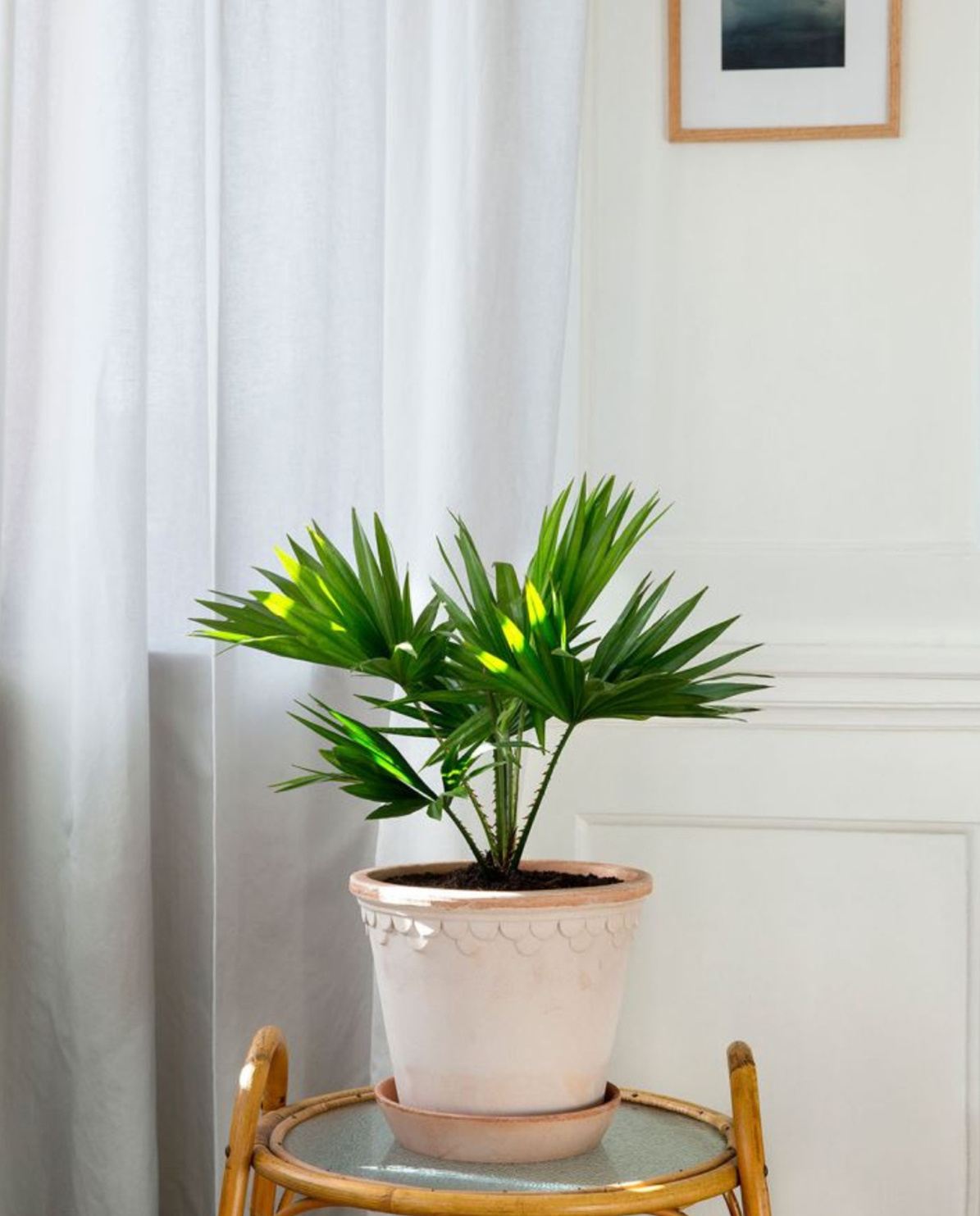 Bergs Potter Blumentopf  Set The Københavner Raw Pot inkl. Untersetzer One Size
