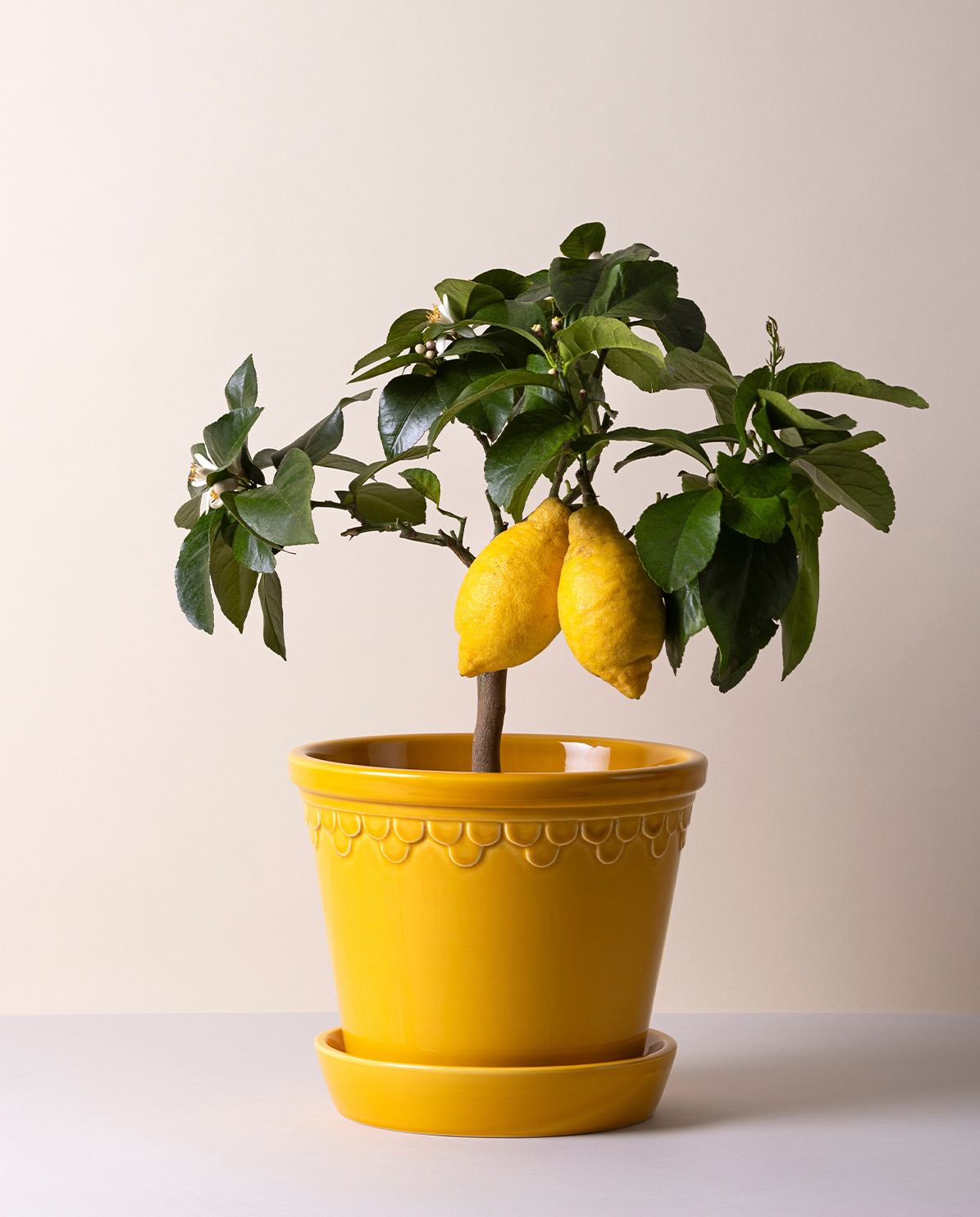 Bergs Potter Blumentopf The Københavner Glazed Pot inkl. Untersetzer ⌀ 10 cm