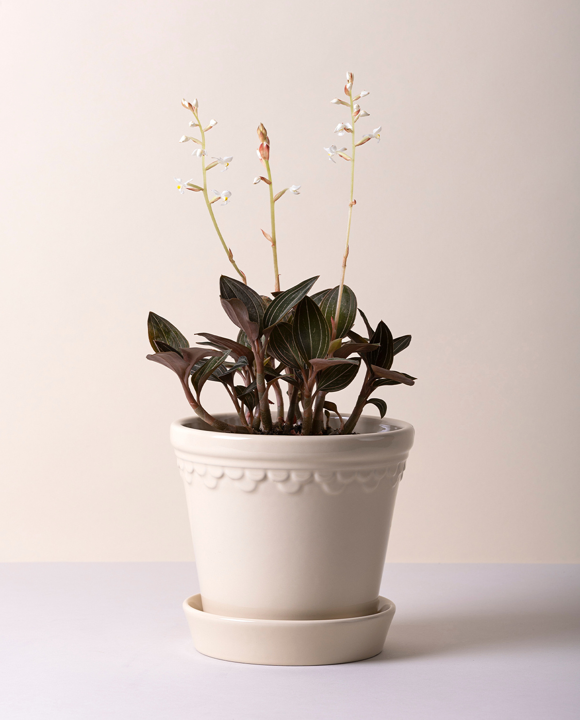 Bergs Potter Blumentopf The Københavner Glazed Pot inkl. Untersetzer ⌀ 10 cm