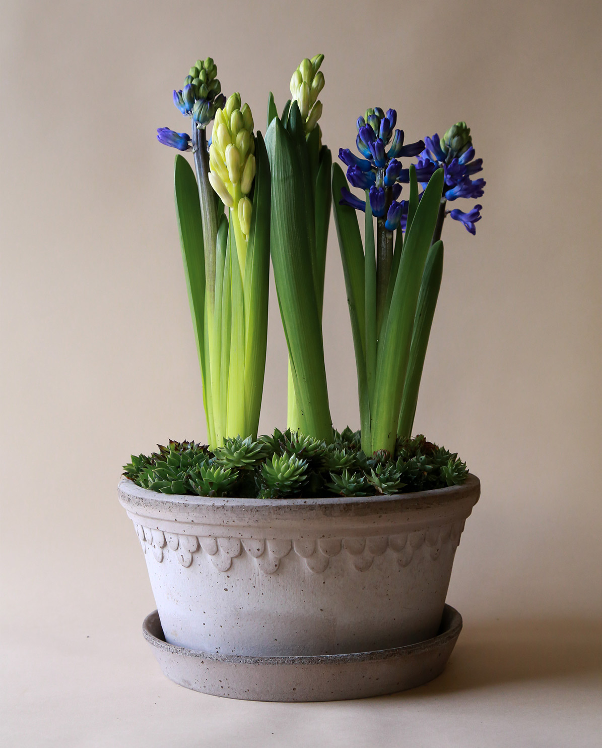 Bergs Potter Blumentopf The Københavner Raw Low Pot inkl. Untersetzer ⌀ 21 cm