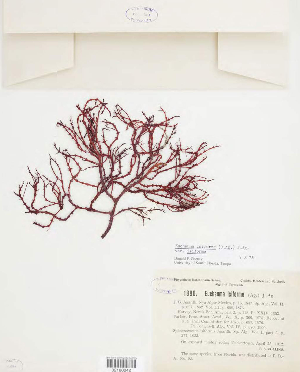 New Mags Buch Herbarium – The Quest to Preserve & Classify the World’s Plants One Size