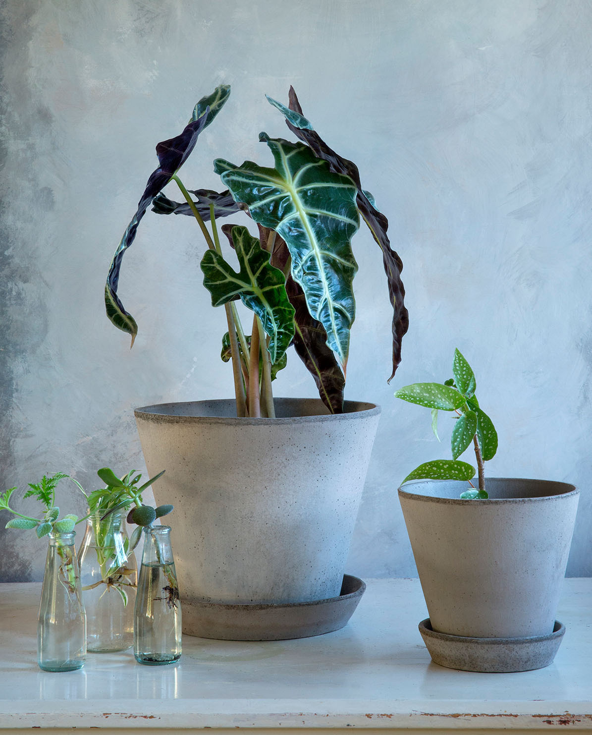 Bergs Potter Blumentopf The Julie Raw Pot inkl. Untersetzer Ø 8 cm