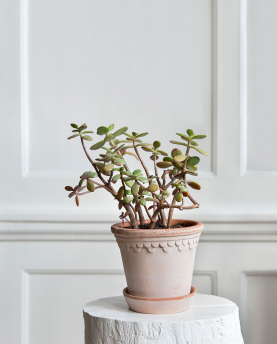 Bergs Potter Blumentopf The Københavner Raw Pot inkl. Untersetzer