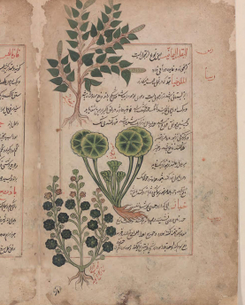New Mags Buch Herbarium – The Quest to Preserve & Classify the World’s Plants