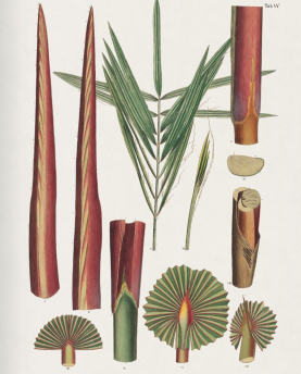 New Mags Buch The Book of Palms XL